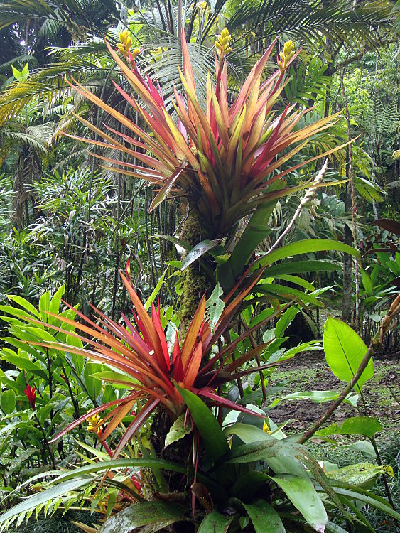 Wilson Botanical Garden TRAVEL LOGS PalmTalk